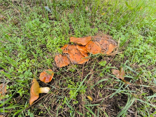 mushroom in the forest