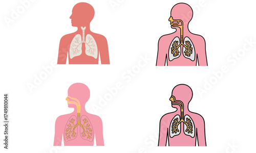 Human lungs anatomy illustration showing respiratory system and breathing organs  
