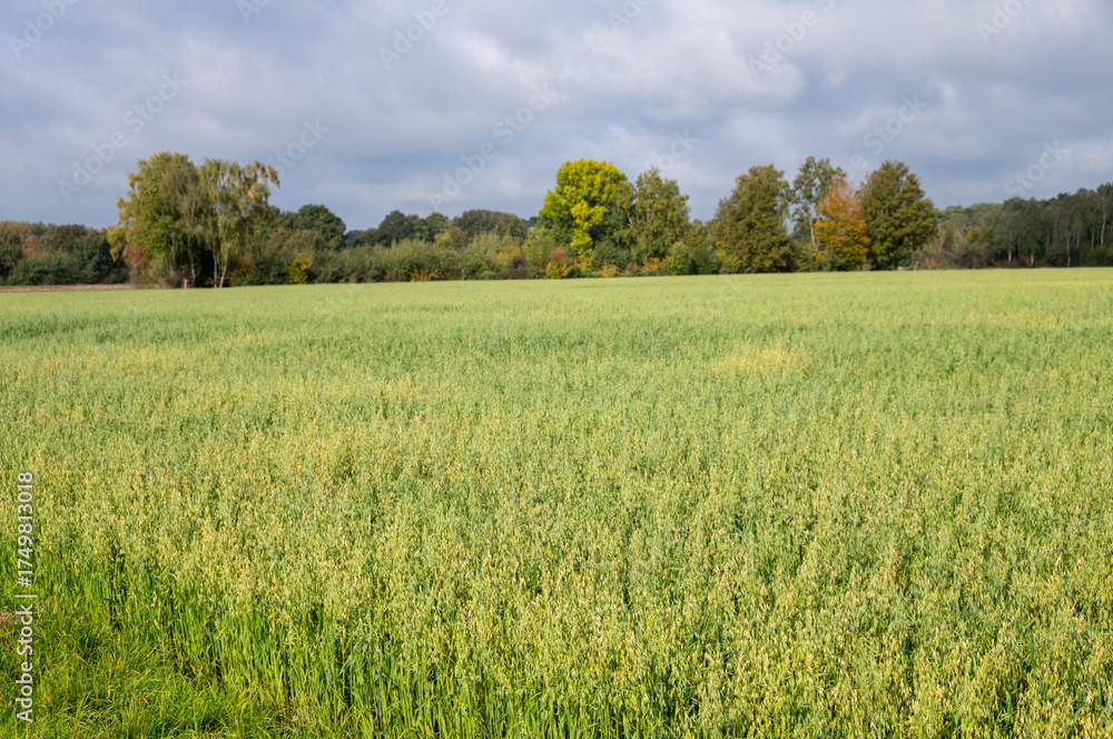 Obraz premium Green oats field growing under cloudy sky