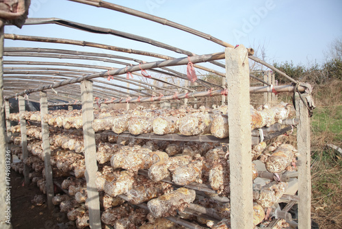 Shiitake Mushroom Cultivation Logs on Wooden Racks in Outdoor Growing Farm Facility
