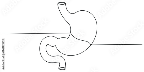 Stomach one continuous line drawing anatomy concept on white background. Single line art stomach minimalism vector illustration