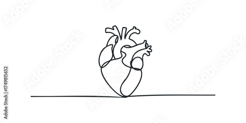 Continuous line drawing of human heart