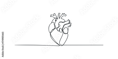Continuous line drawing of a human heart