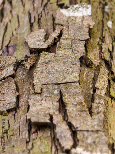 bark of a tree