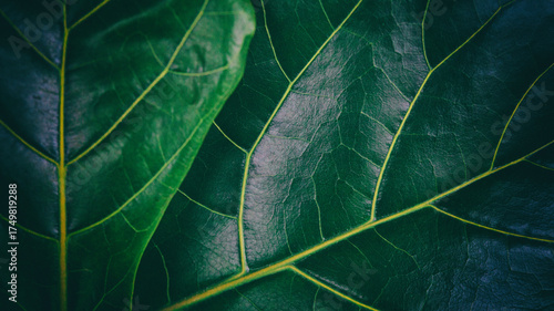 Bilde på lerret Close up of vibrant green fiddle leaf fig leaves showcasing natural beauty and h