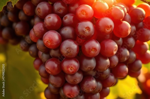 Detailed close-up of sunlit grape cluster with golden reflections, revealing natural bloom and rich tones of ripe fruit. Generative AI