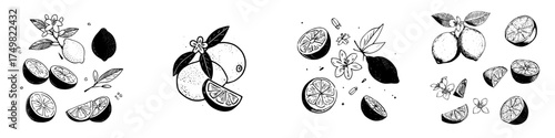 Hand drawn lemon and lime fruit elements with blossoms and leaves