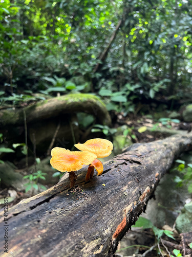 yellow tree stump