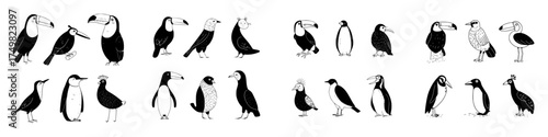 Stylized black and white icons of tropical and Antarctic birds