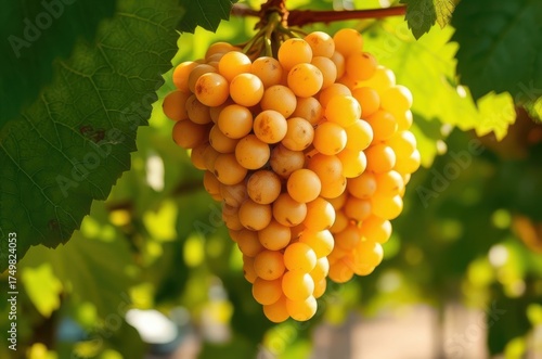 A frontal perspective of ripe golden grapes hanging from the vine, sunlight reflecting off smooth skins, framed by textured green foliage. Generative AI
