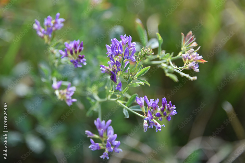 Naklejka premium Alfalfa is a perennial herbaceous plant of the legume family a forage crop with blue flowers autumn flora nature
