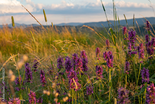 Fototapeta Naklejka Na Ścianę i Meble -  Purple flowers in the Bieszczady Mountains 