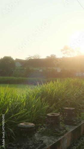 Wallpaper Mural sunrise over the village paddy field Torontodigital.ca