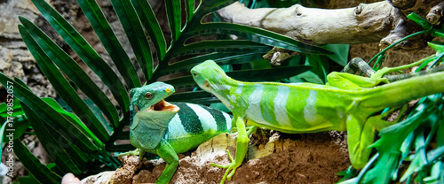 Large gliding lizard, a bright green striped iguana with its mouth open, displaying a threatening behavior