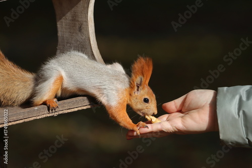 A red squirrel in a city park takes nuts from the hands of people relaxing