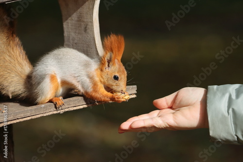 A red squirrel in a city park takes nuts from the hands of people relaxing