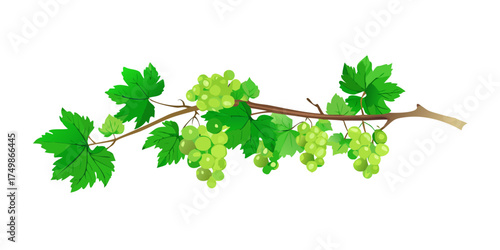 Lush green grapevine branch with vibrant leaves and young unripe grapes against a stark black on transparent background. vector icon
