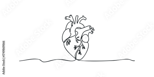 Continuous Line Drawing of Human Heart Organ