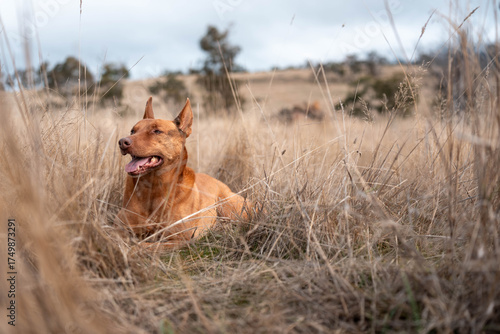 Australian Farm Dogs: Working Through Drought, Navigating Summer Heat, and Supporting Cattle Farming in Dry Creek Environments
