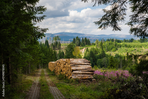 View Toward Brocken Mountain along Former Border Trail with Wood Piles, Harz Germany in Summer