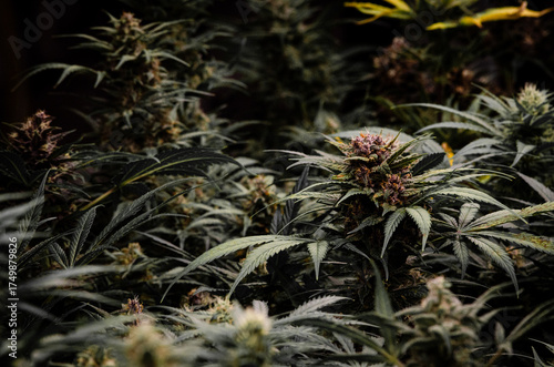 weed. cannabis indoor flowering	