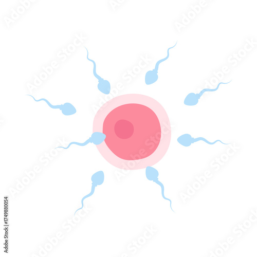 Cute cartoon sperm and egg cell characters. Vector illustration for education, reproduction, biology, fertilization concept.