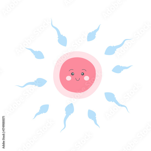 Cute cartoon sperm and egg cell characters. Vector illustration for education, science, reproduction, biology, fertilization concept.
