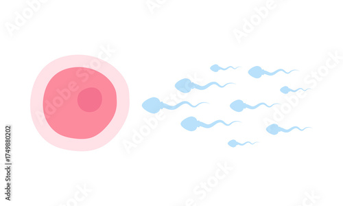 Sperm moving towards the egg cell. Vector illustration for education, science, reproduction, biology, fertilization concept.