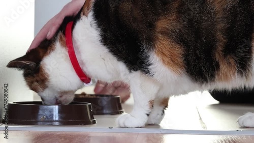 Calico cat with red collar eating from food bowl on floor indoors near hand of person showing moment of everyday home feeding scene.