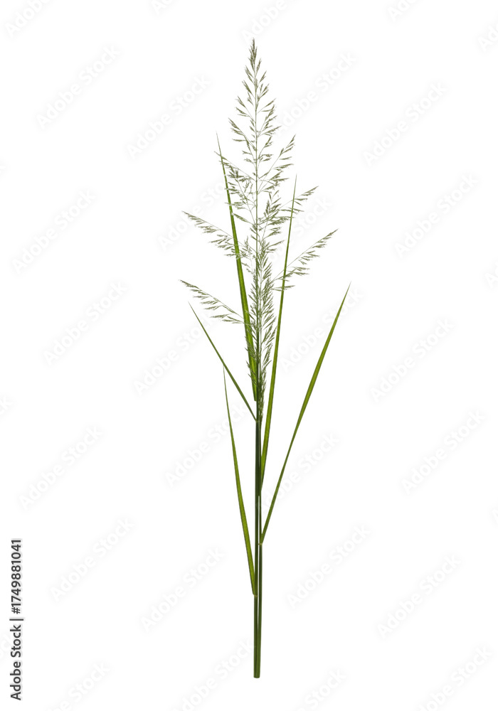 Naklejka premium Grass isolated on white or transparent background
