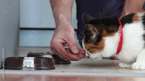 Calico cat with red collar next to human hand holding food close, side view showing feeding moment indoors in simple everyday setting.