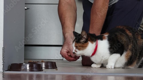 Tricolor cat eats pellets of dry food from floor while owner puts them one by one.
