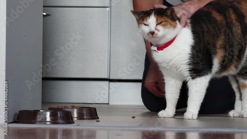 Owner feeds by hand and strokes tricolor cat in kitchen of country house.