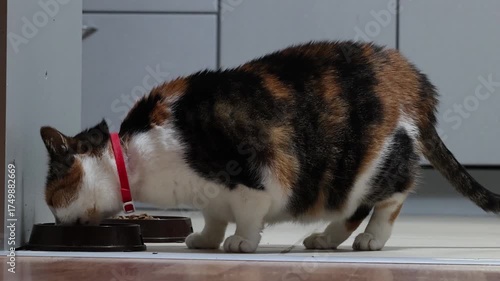 Cat bowl filled with wet food, tricolor cat eats with appetite.