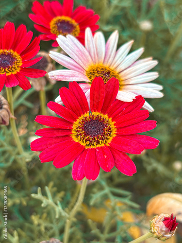 Beautiful view of Flowers in the garden	
