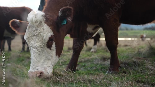 livestock in a meadow, sustainable carbon neutral farming being practiced. regenerative raised cows in a field. agricultural technology innovation