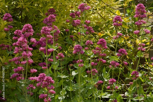 Wallpaper Mural Vibrant pink astrantia flowers blooming in a summer garden surrounded by lush green foliage. Bright perennial plants add color and texture to the natural landscape, attracting bees and wildlife. Torontodigital.ca