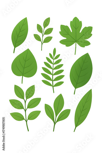green leaves isolated on white