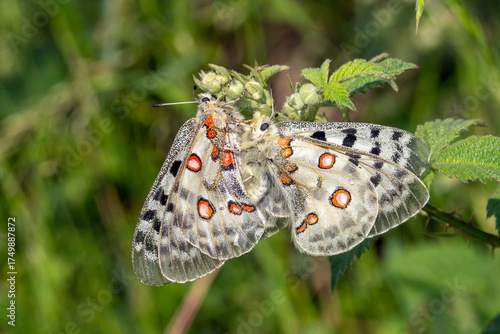 Mosel-Apollofalter, Parnassius apollo vinningensis, Kobern-Gondorf, DE, RLP, 03.06.2025