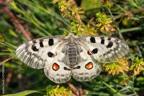 Mosel-Apollofalter, Parnassius apollo vinningensis, Kobern-Gondorf, DE, RLP, 03.06.2025
