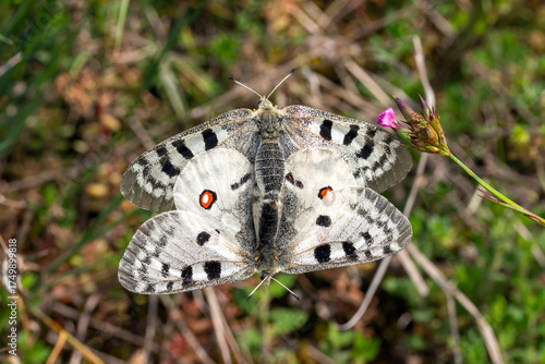 Mosel-Apollofalter, Parnassius apollo vinningensis, Kobern-Gondorf, DE, RLP, 03.06.2025, Paarung