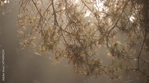 pine branches in the sunlight