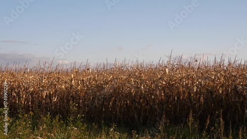 view of a field of ripe corn