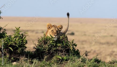 Lew czekający w krzakach z uniesionym ogonem © tomo81