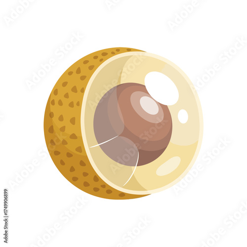 Detailed Illustration of a Cut Longan Fruit with Seed Visible.