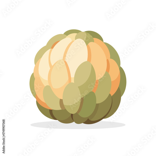 Detailed Illustration of a Green and Cream-Colored Custard Apple.