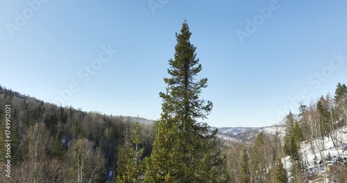 Frozen hill covered with snow rises under bright winter sky. Tall pines stand majestically on white hillside contrasting with surrounding