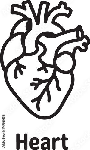 Anatomical heart illustration with word heart Keywords: heart, human, anatomy, organ, body, biology