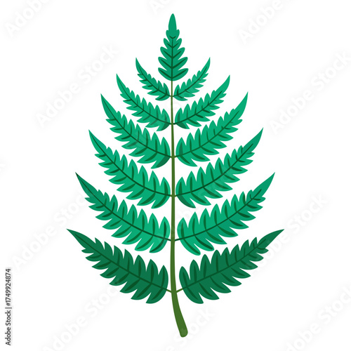 green fern isolated on white