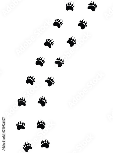 Bear trail illustration, isolated predator paw prints, animal tracks on transparent background